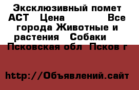 Эксклюзивный помет АСТ › Цена ­ 30 000 - Все города Животные и растения » Собаки   . Псковская обл.,Псков г.